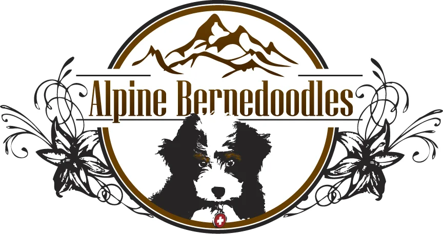 Creating a Comfortable Sleep Environment for Your Bernedoodle: Bedding and  Crate Tips - Arrow T Pets