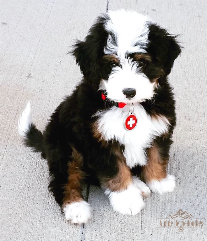 mini bernedoodle puppies for sale