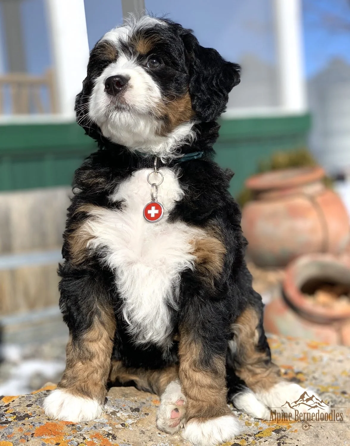 Tiny bernedoodle discount puppies for sale