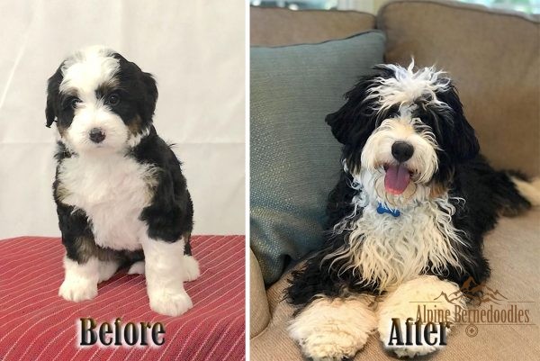 Before and Now - Alpine Bernedoodles