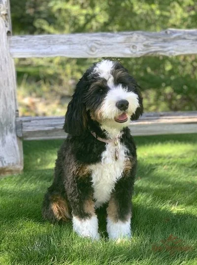 Alpine cheap ridge bernedoodles