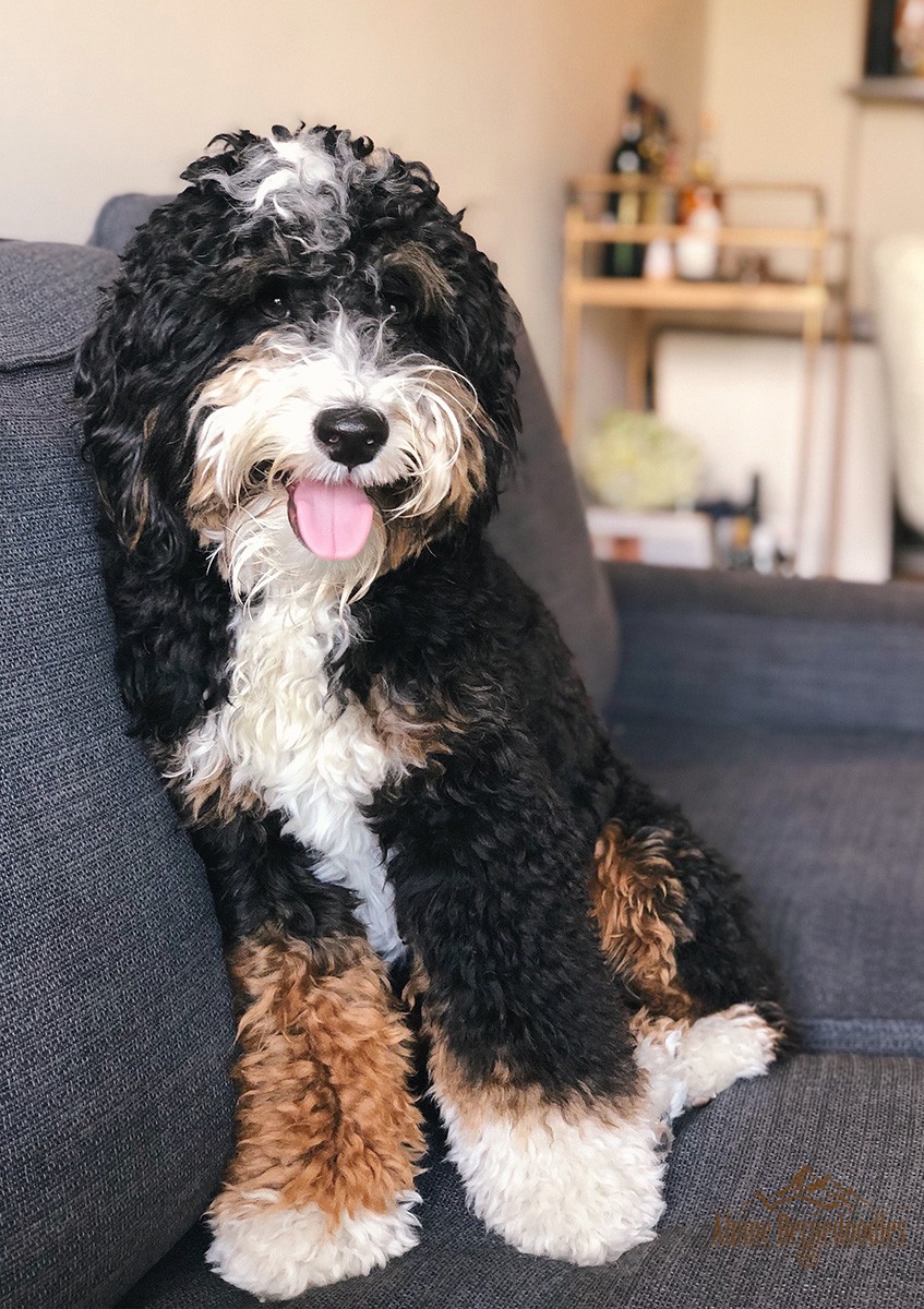 what size is a mini bernedoodle