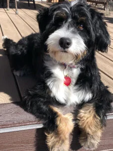 Alpine best sale ridge bernedoodles