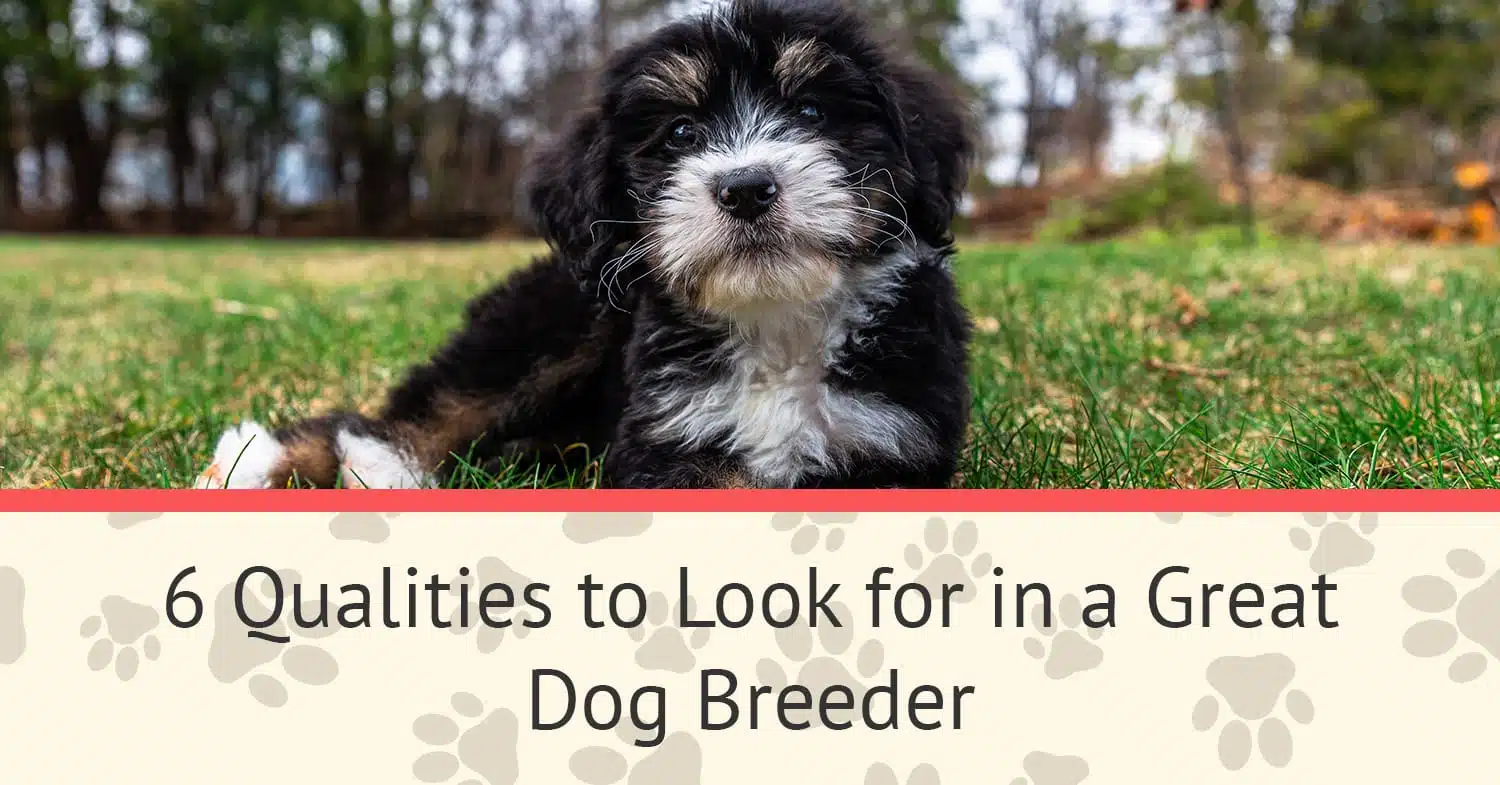 A bernedoodle puppy from a reputable dog breeder, sitting on the grass.