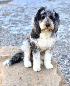 Alpine best sale ridge bernedoodles