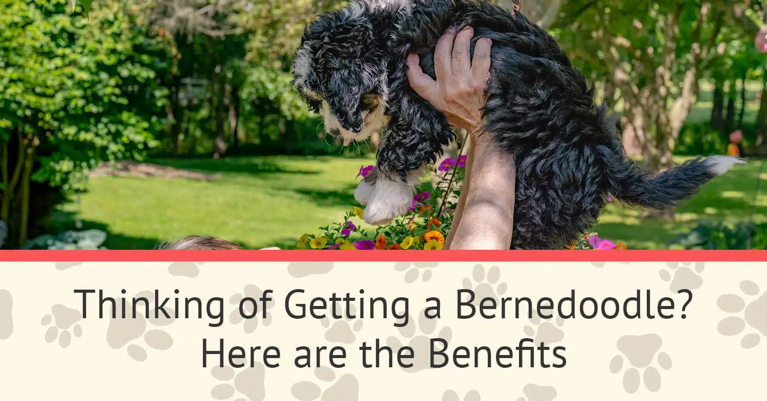 A bernedoodle puppy being held in the air by their owner.