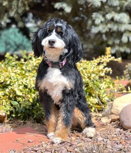 Alpine ridge berners and clearance bernedoodles