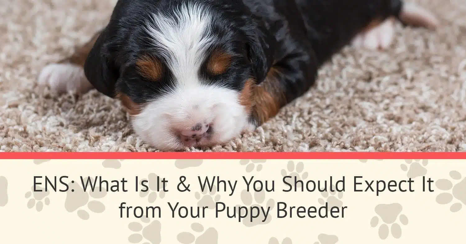 A mini bernedoodle puppy from a puppy breeder in Montrose, CO.