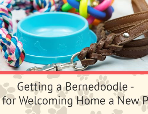 Getting a Bernedoodle – Tips for Welcoming Home a New Puppy