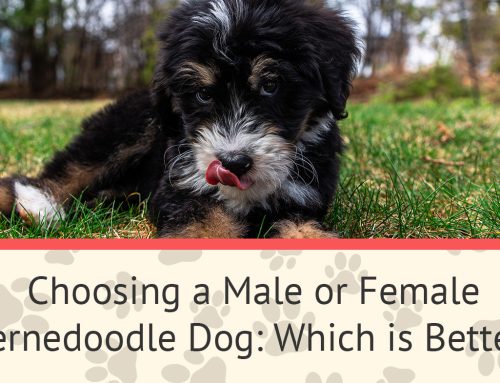 Choosing a Male or Female Bernedoodle Dog: Which is Better?