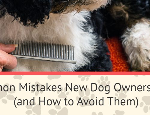 Common Mistakes New Dog Owners Make (and How to Avoid Them)