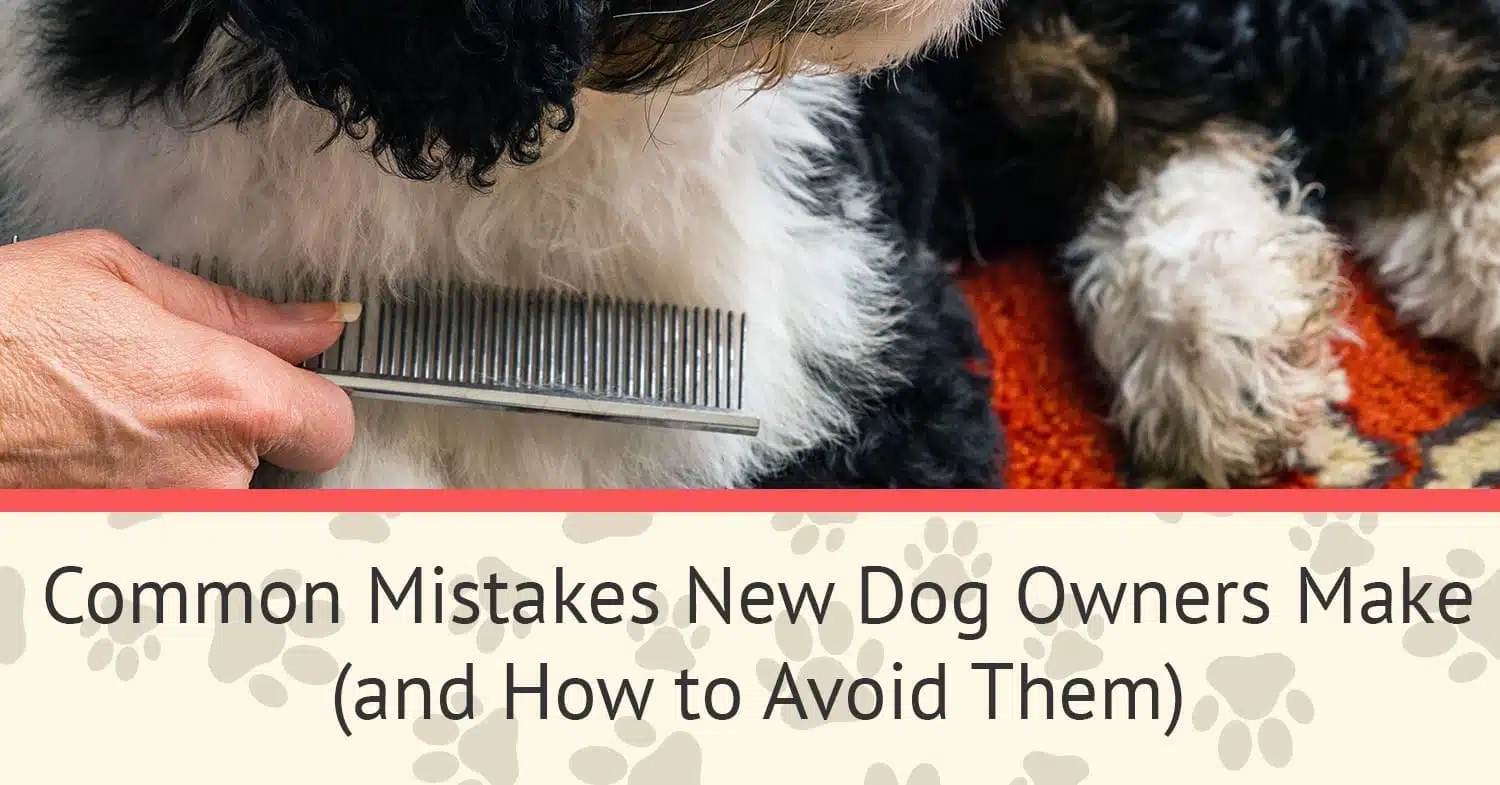 A new dog owner with their bernedoodle brushing out their fur.