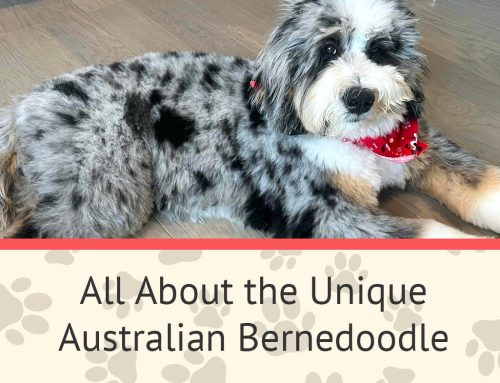 All About the Unique Australian Bernedoodle