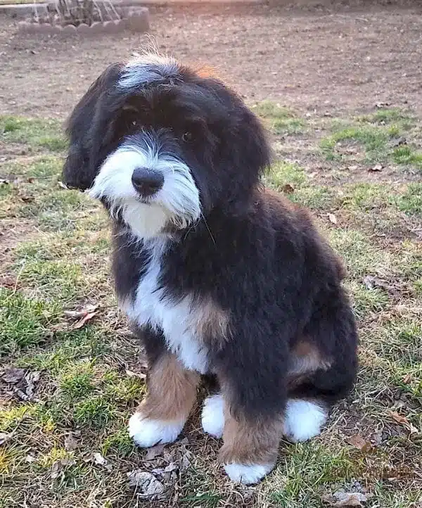 Bianca the 2nd Gen Bernedoodle sitting