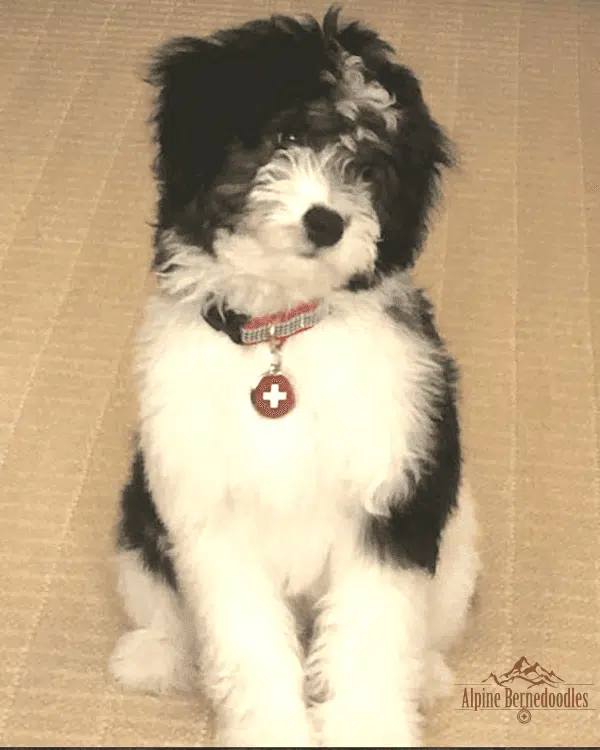 Rudolph the 2nd Generation Bernedoodle