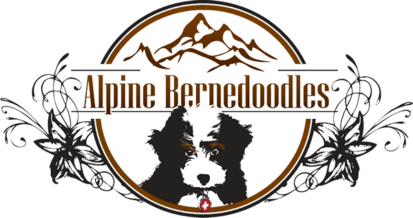 Alpine Bernedoodles