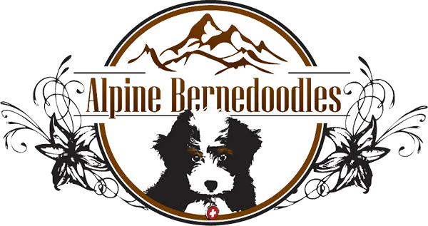 Alpine Bernedoodles