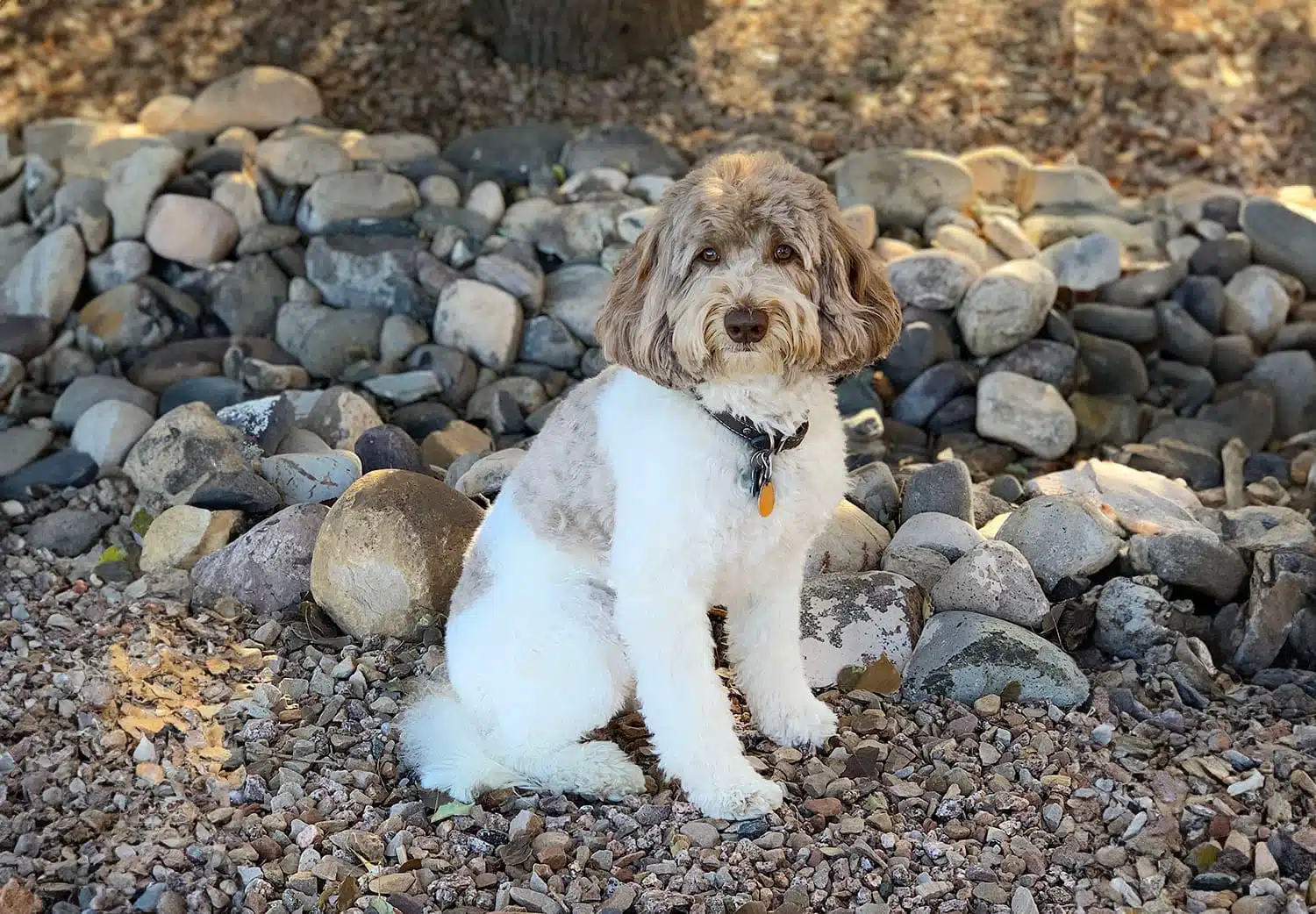 Odie the Australian Bernedoodle sitting and looking at the camera