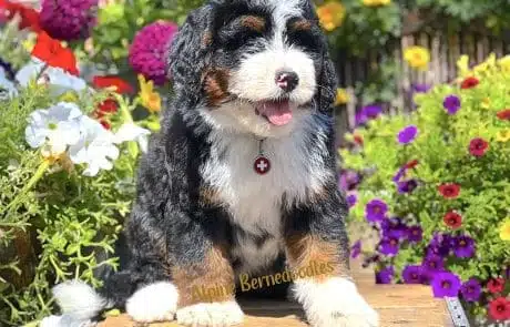 Bae at 8 weeks old in front of flower garden