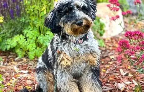 Banjo sitting in flower bed