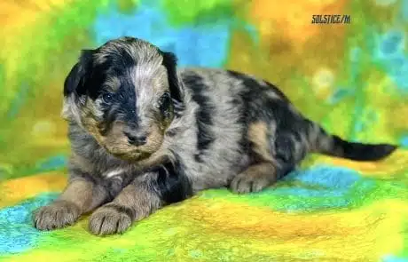 Banjo at 3 weeks old