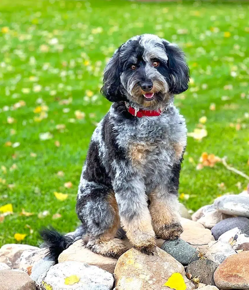 Banjo sitting on decorative rocks