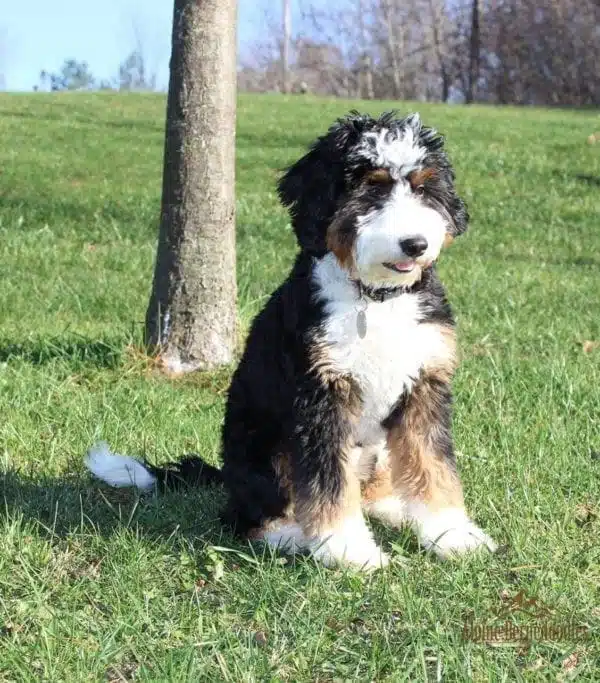 Bernedoodle sitting in grass