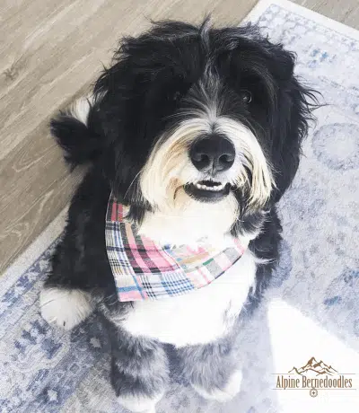 Bernedoodle shown with a Bi-Color coat