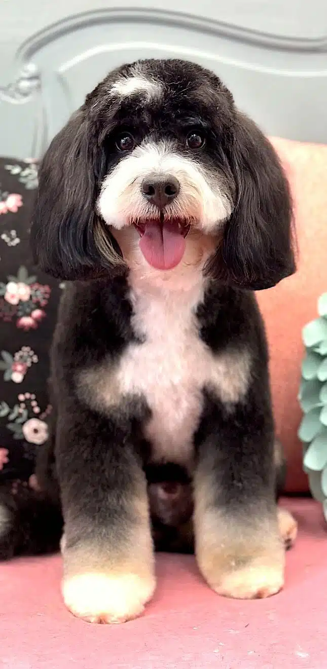 Bullet after his grooming