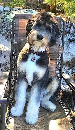 Ollie the F1 Australian Bernedoodle sitting in camp chair