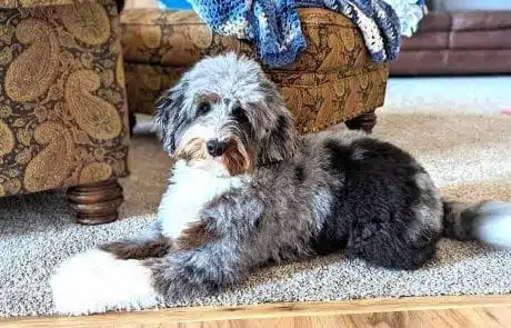 Finnegan laying down on carpet