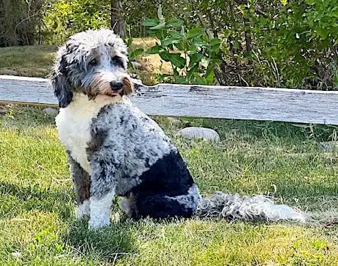 Finnegan's sitting in grass