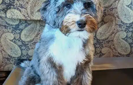 Finnegan sitting in living room