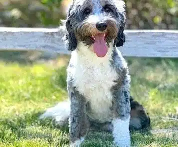 Finnegan sitting in grass