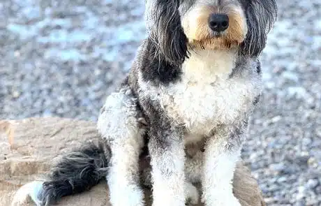 Georgie sitting on rock