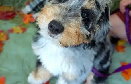 Georgie looking up at camera as a puppy