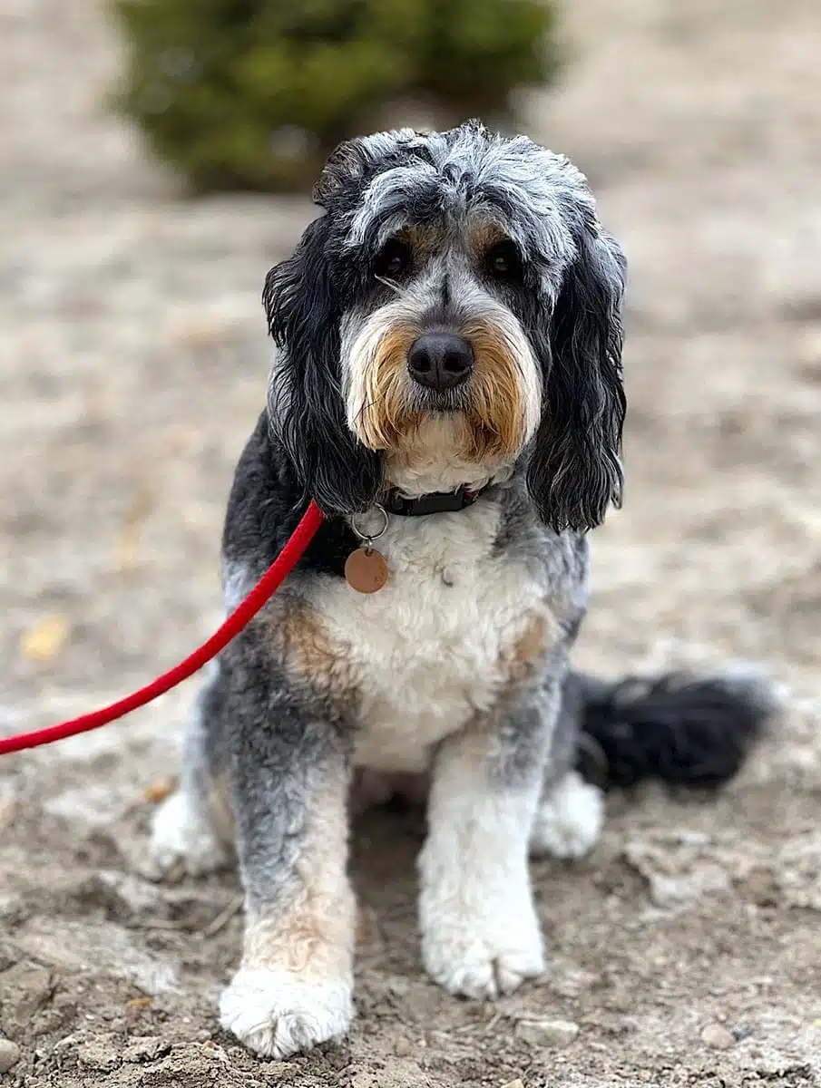 Georgie looking at camera with a leash on