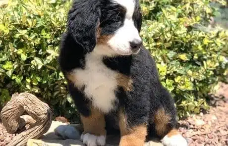 Greta as a 10-week old puppy