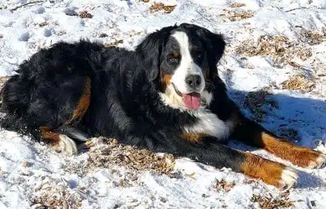 Greta laying down in snow