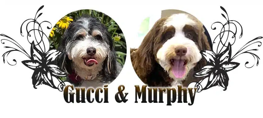 Gucci & Murphy paired breeding