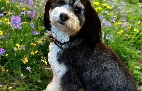 Gucci sitting in a field of wildflowers