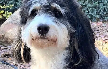 Close-up of Gucci's head