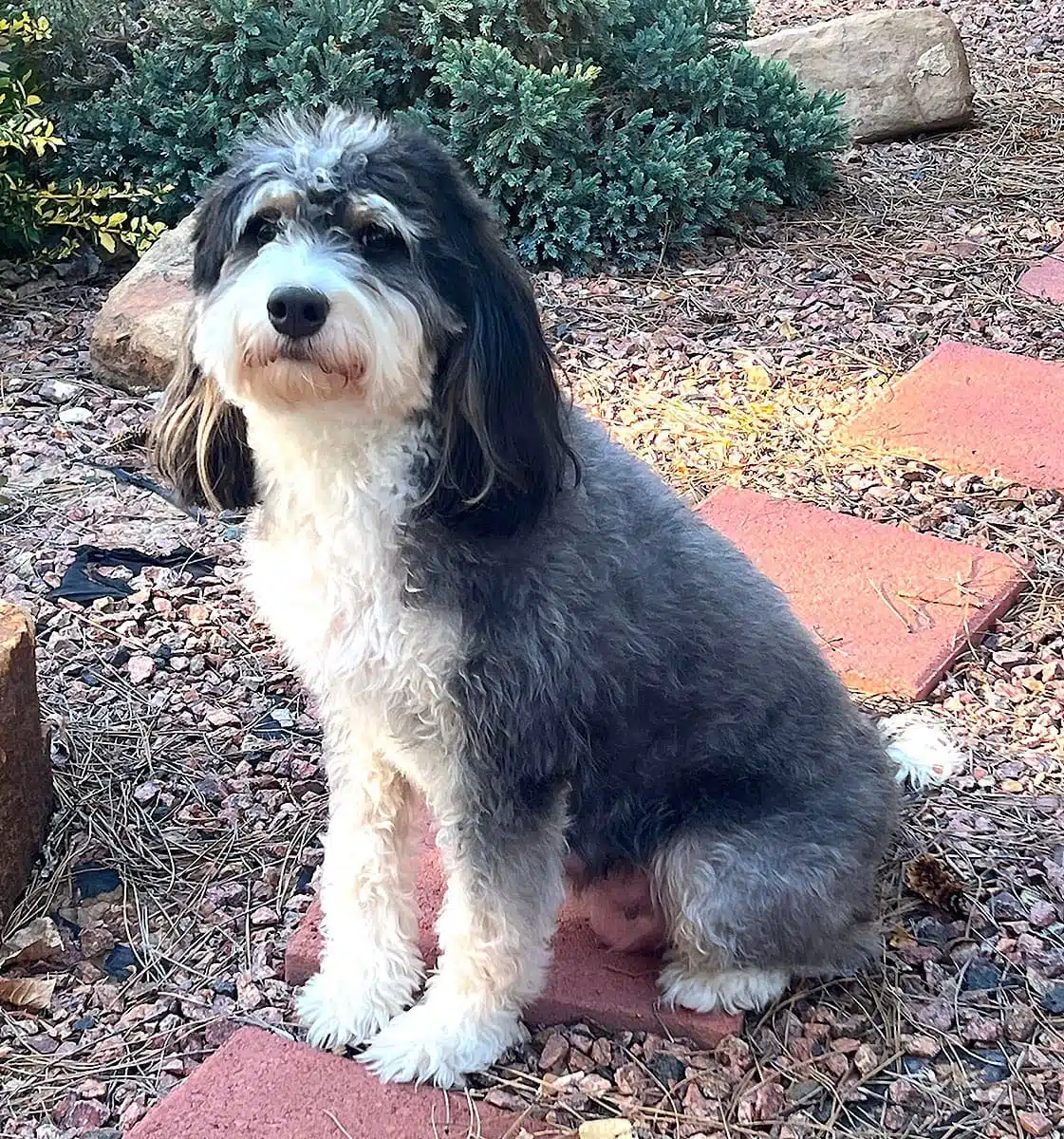 Gucci sitting on brick pathway