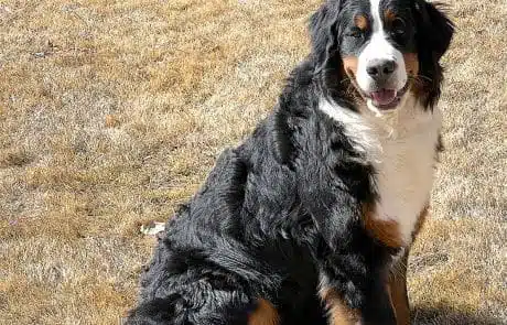 Heidi sitting in grass