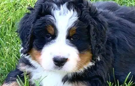 Heidi laying in grass at 6 months old