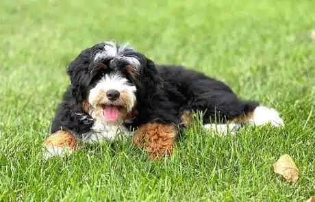 Maverick laying down in grass