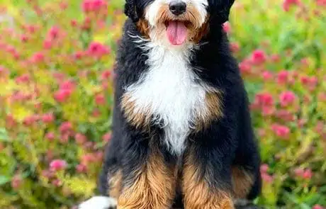 Maverick sitting on tree stump at 4 months old