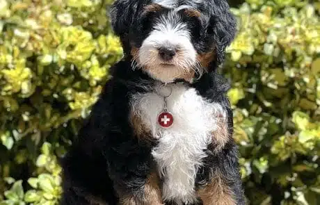 Maverick at 8 weeks old