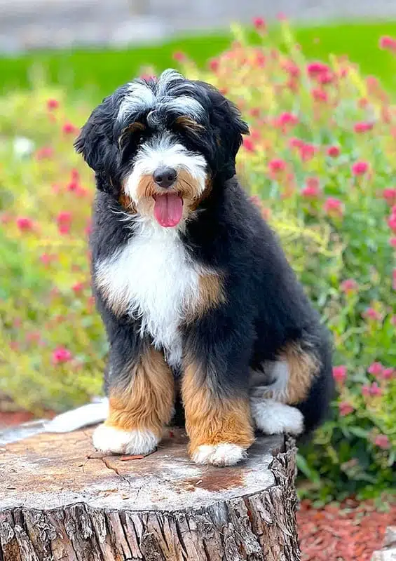 Maverick sitting on tree stump in front of flowers