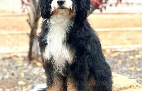 Molly sitting on rock